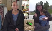 Mother Suffers Life-Threatening Allergic Reaction to Beetle in Maine