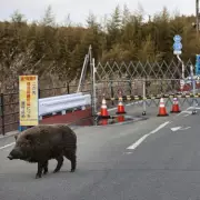Mutant 'Super Pig' Population Surges in Fukushima Nuclear Fallout Zone