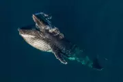 Mysterious Humpback Whale Gaping Behaviour Captured by Citizen Scientists