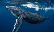 Mysterious Lighthouse Noises Traced to Humpback Whale Sneezes