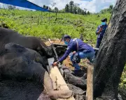 Mystery Deaths of Sumatran Elephants Highlight Habitat Crisis in Indonesia