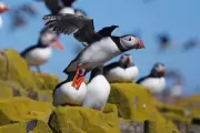 National Trust Puffin Cams Return to Farne Islands for 2026