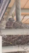 Nationwide Updates Savings Account Rules After Pigeon Nest Incident