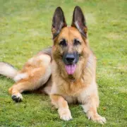 Neighbour Demands Man Get Rid of Dogs So Kids Can Play in Garden