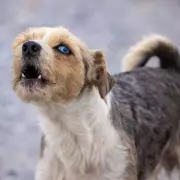 Neighbour's Dog Won't Stop Barking? Your Legal Rights Explained