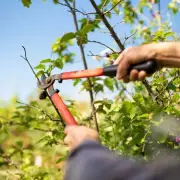 Neighbour's Tree Overhanging Your Garden: Know Your Legal Rights