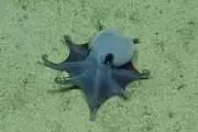New Deep-Sea Octopus Species Confirmed Off Galapagos Islands