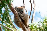 New Koala Species Discovered in Western Australia After 100 Years