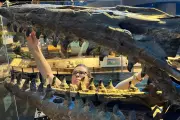 New Marine Dinosaur Tylosaurus Rex Was Twice Size of Great White Shark