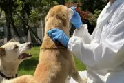 New Molasses Oral Spray Neutralises Dogs' Stinky Breath
