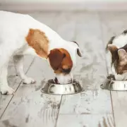New Recycling Rules Ban Common Pet Items from Bins in England
