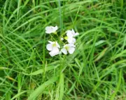 No Mow May Revives Roadside Wildflowers in Liverpool