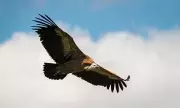 North Carolina Couple at War with Neighbors Over Vulture Feeding