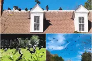 North Carolina Town Sues Couple for Feeding Up to 100 Vultures