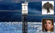 Obama-Backed Solar Plant Kills Thousands of Birds Yearly with No Fines