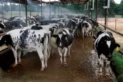Ohio Cattle Heist: Over 60 Holstein Calves Stolen in Overnight Raid