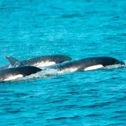 Orca Whale Sightings Boost UK Staycation Tourism Boom