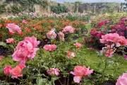 Organic Rose Gardening: Expert Tips for Healthy Blooms Without Chemicals