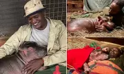 Orphaned Baby Hippo Bumpy Rescued and Cared for at Kenyan Sanctuary