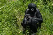 Orphaned Bonobos Find Sanctuary in Congo from Poachers and Bushmeat Trade