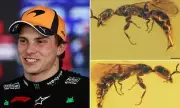 Oscar Piastri Thrilled as New Wasp Species Named After F1 Star