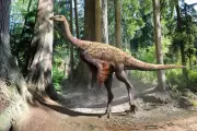 Ostrich-Like Dinosaur Tail Fossil Found Off Canada Coast