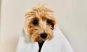 Over 84% of Dogs Show Signs of Anxiety, New Study Reveals