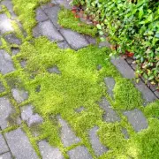 Patio Moss Removal: No-Cost Boiling Water Trick Works Instantly