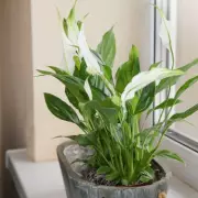 Peace Lilies Bloom Better With Used Coffee Grounds in Soil