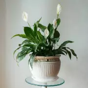 Peace Lily Blooming Hack: Use Rice Water Monthly for Stunning Flowers