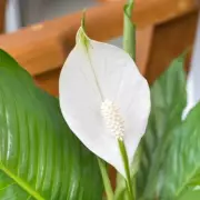 Peace Lily Blooming Secrets: Expert's Top Tip for Flowers