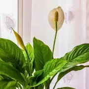 Peace Lily Care: Simple Weekly Soil Check Ensures Brilliant May Blooms