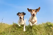 Pet Cloning: Costs, Risks, and Ethical Concerns Explained
