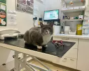 Pet Flea Treatment Chemicals Harming UK Wildlife, Study Warns