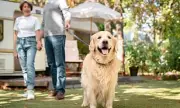 Pet Owners Find Unique Ways to Memorialise Beloved Animals