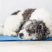 Pet Owners Rush to Buy Cooling Mat That Instantly Cools Cats and Dogs
