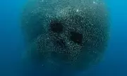 Photographer Captures Eerie Sardine Skull Formation in Philippines