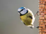 Place This One Item in Your Garden to Naturally Attract Birds This Summer