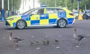 Police Escort for Geese Family Crossing The Mall in London