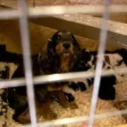 Police Seize 53 Dogs in Raid on Suspected Illegal Puppy Farm in Worksop