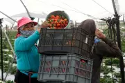 Popular Summer Fruits Coated with Pesticides and Forever Chemicals, Report Says