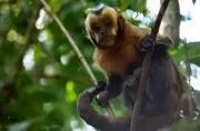Primates Sold Online in US: Report Finds 1,600+ Listings on Social Media