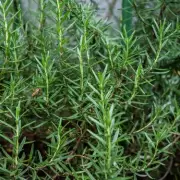 Prune Rosemary Now for Lush Growth Before Summer, Expert Says