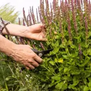 Prune These 4 Plants Before June for Better Blooms, Expert Says