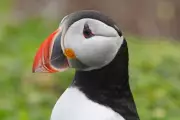 Puffin-Cam Returns: Live Stream from Farne Islands Offers Bird's Eye View of Seabird Breeding Season