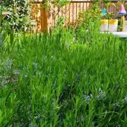 Quick Morning Task Makes Lavender Bloom Bigger and Stronger