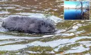 Rabid Beaver Attacks Boy at New Jersey Lake, Multiple Injured
