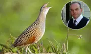 Rare Corncrake Returns to Stornoway After 45 Years, Thrilling and Annoying Locals