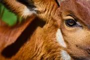 Rare 'Ghost of the Forest' Antelope Returns to Kenya's Wilds