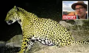 Rare Jaguar 'Cinco' Spotted in Arizona Mountains, Highlighting Conservation Challenges